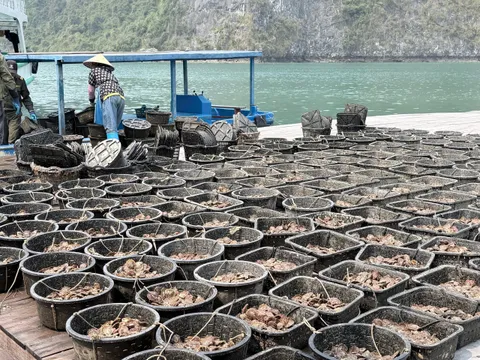A floating platform covered with rows of baskets and containers holding oysters or shellfish, with a person in a conical hat working near a small blue boat, surrounded by limestone karsts and green water.