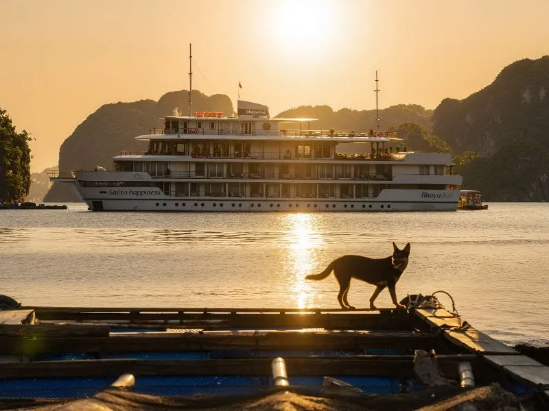 A large white multi-deck cruise ship sits in calm water at sunset with limestone karsts in the background and a dog standing on a small wooden boat in the foreground.
