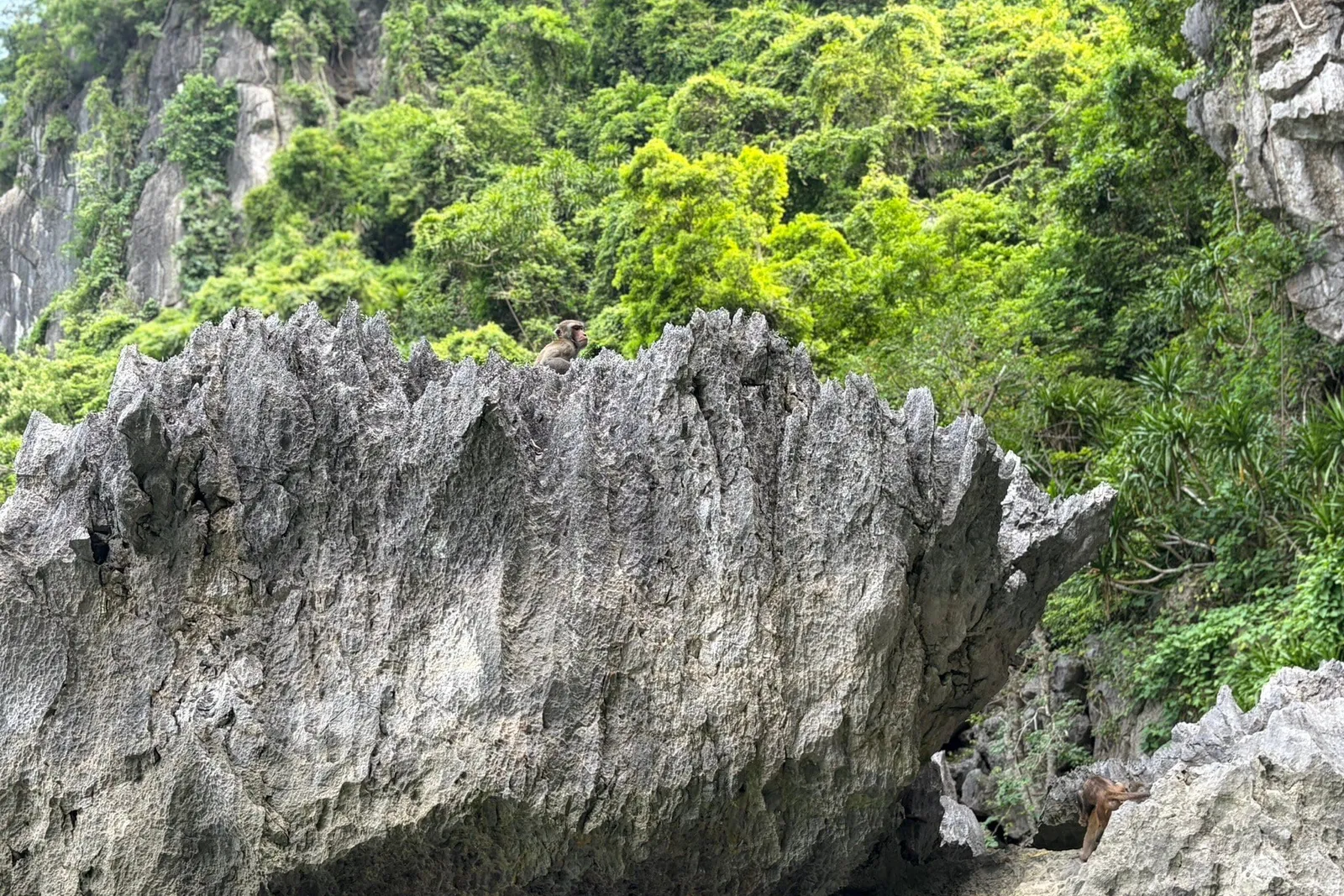 A jagged grey limestone rock face with lush green jungle behind it, and a small monkey sitting on top of the rock with another monkey at the lower right.