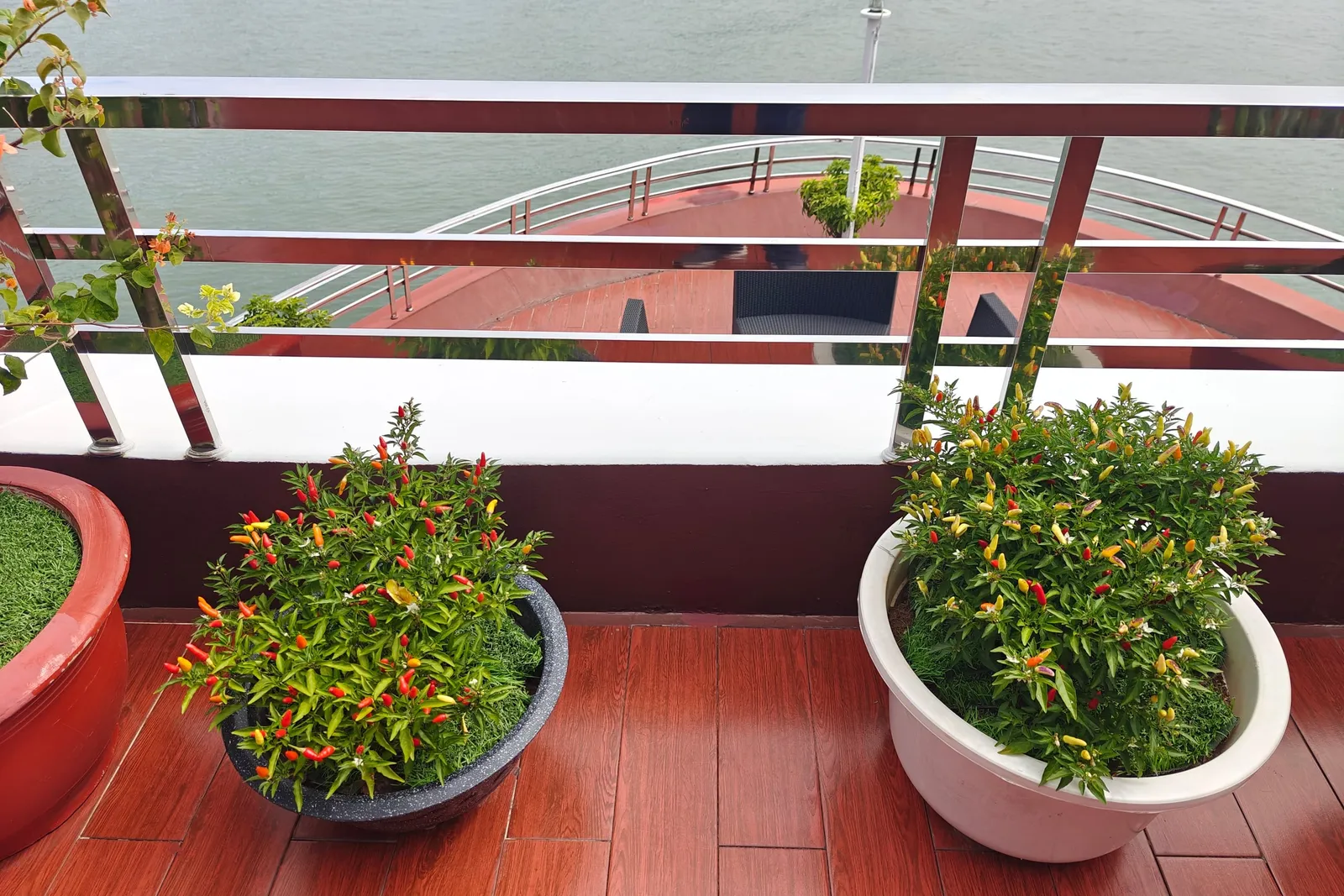 Potted ornamental pepper plants with red and yellow fruits sit on a reddish wood-look boat deck behind a stainless steel railing, with calm green-grey water and a lower curved deck visible beyond.